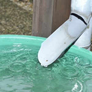 A grey downspout drains water into a full, bright green rain barrel.
