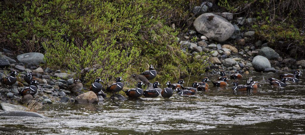 Delta Wild and Scenic River, Alaska Bob Wick, Bureau of Land Management