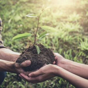 planting-hope-seedling-copy