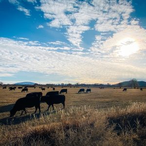 cattle-in-field