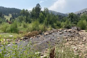 Lefthand Creek near Boulder Colorado, flowing through a rocky bed lined with trees and mountains in the background.