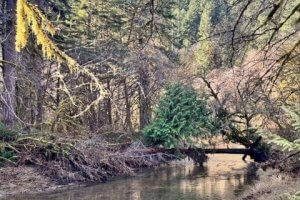 A photograph of Deadwood Creek in Oregon, with a clear creek surrounded by trees and a hillside.