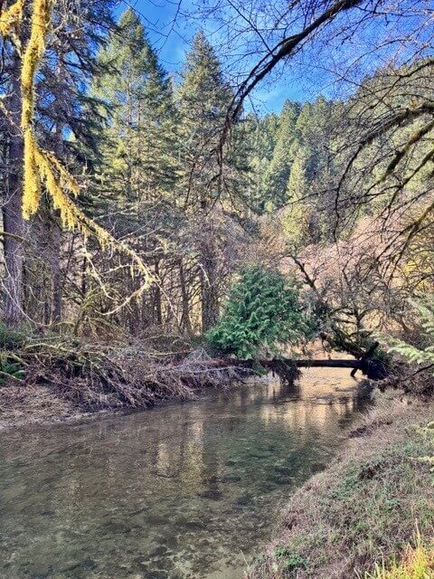deadwood-creek-or A photograph of Deadwood Creek in Oregon, with a clear creek surrounded by trees and a hillside.