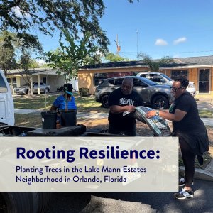 planting-trees-in-the-lake-mann-estates-neighborhood-in-orlando-florida